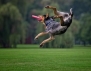 Голям смях: Кучета хващат фризби (снимки)